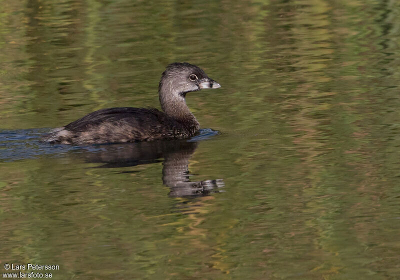 Pied-billed Grebe