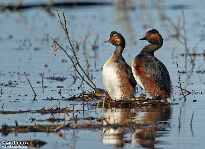 Black-necked Grebe