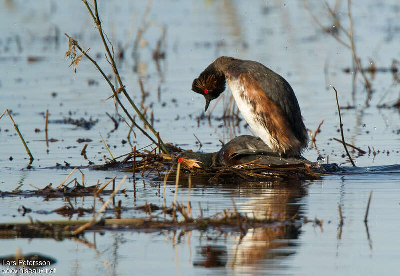 Black-necked Grebeadult breeding, mating., Reproduction-nesting