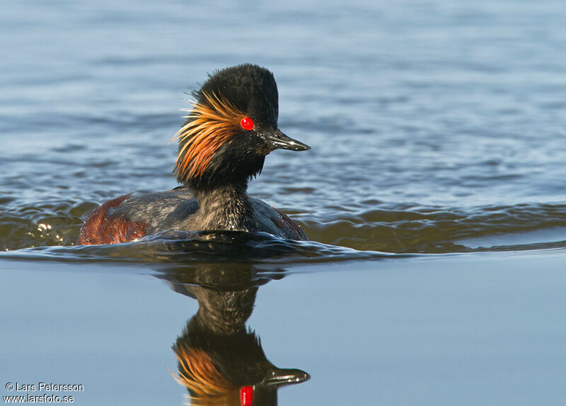 Black-necked Grebe