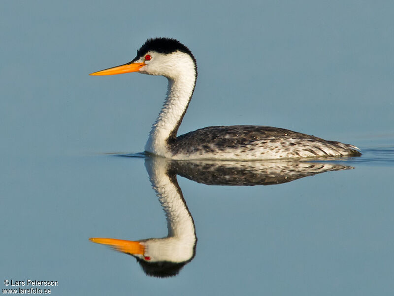 Clark's Grebe