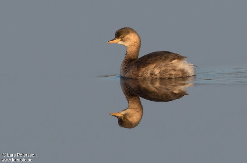 Little Grebe