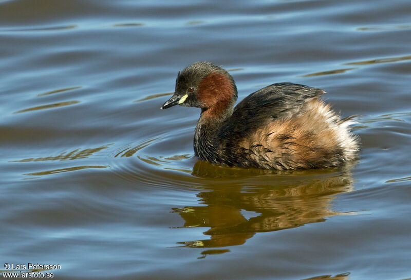 Little Grebe