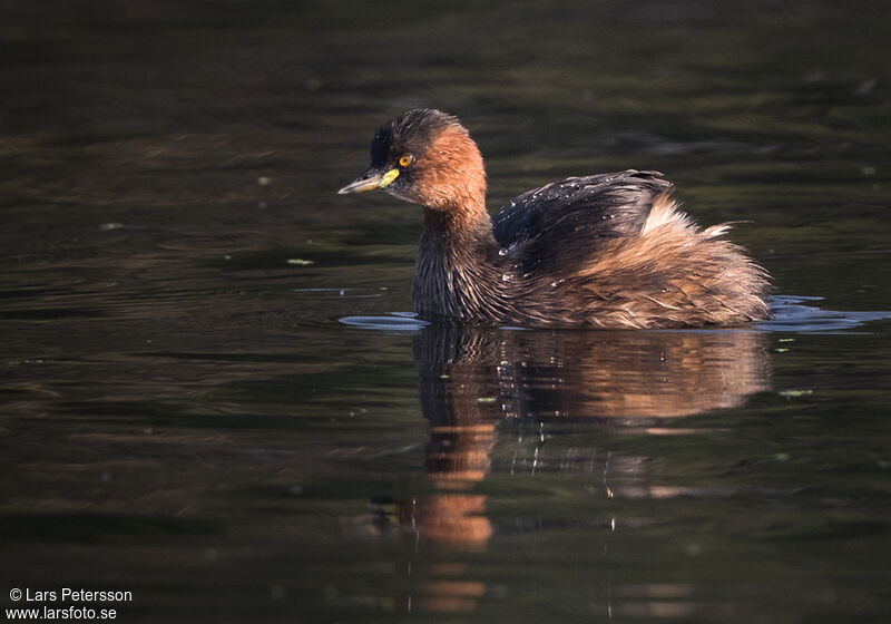 Little Grebe