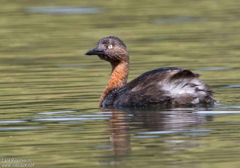 Grèbe de Nouvelle-Zélandeadulte, identification