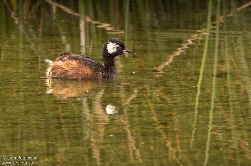 White-tufted Grebe