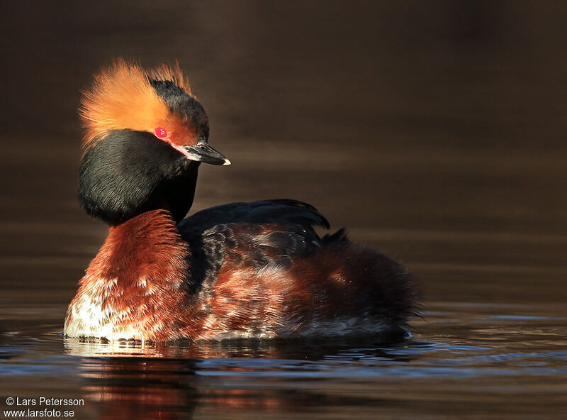 Horned Grebe