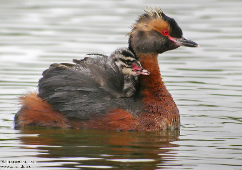 Horned Grebe