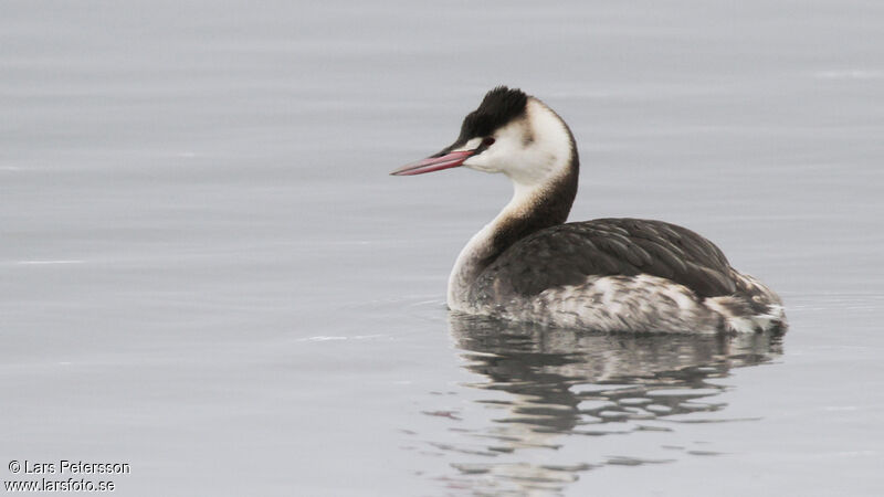 Great Crested Grebe