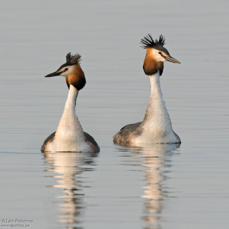 Great Crested Grebe