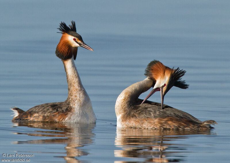 Great Crested Grebe