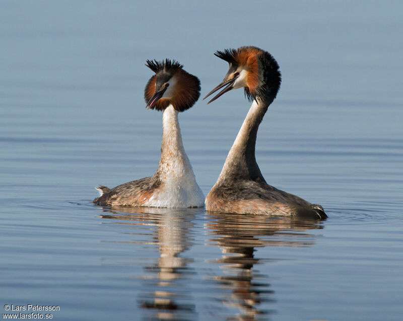 Great Crested Grebe