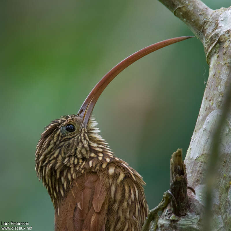 Red-billed Scythebill, close-up portrait