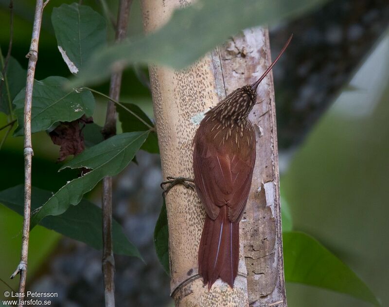 Red-billed Scythebill