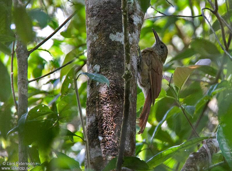 Amazonian Barred Woodcreeper