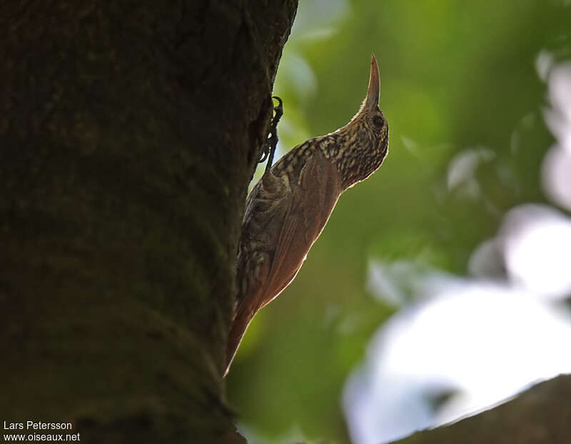 Grimpar cacao, identification