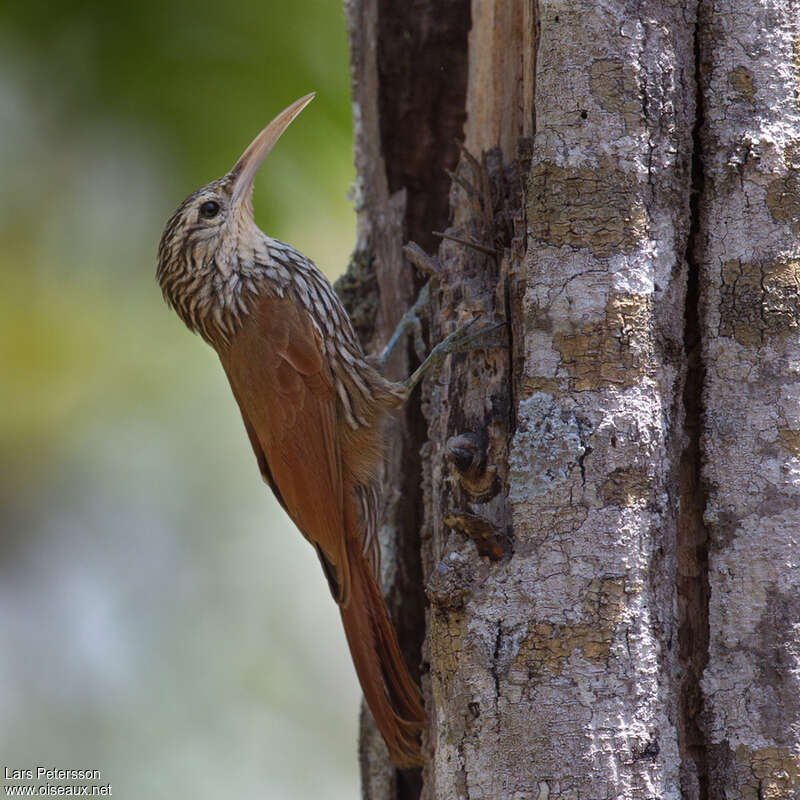 Streak-headed Woodcreeperadult, identification