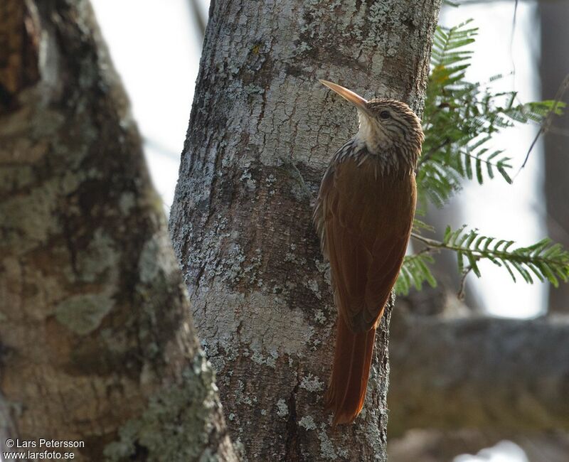 Streak-headed Woodcreeper