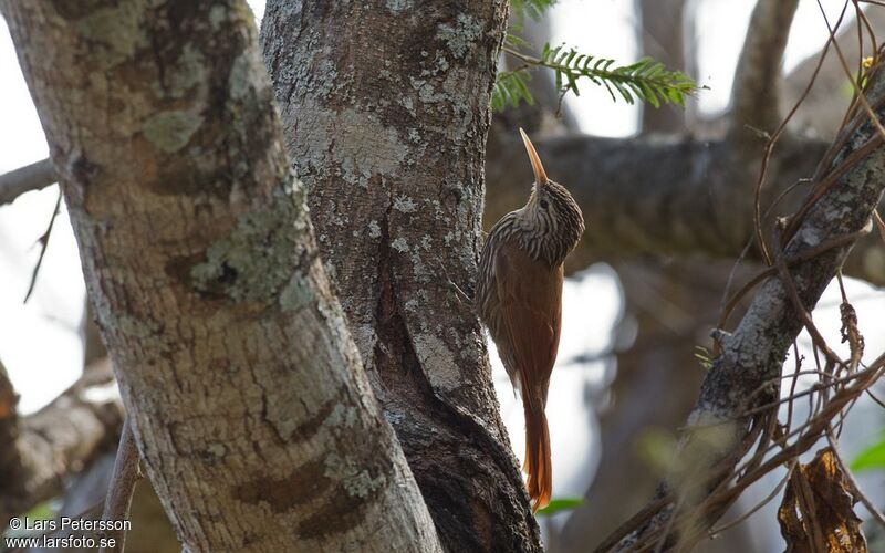 Streak-headed Woodcreeper