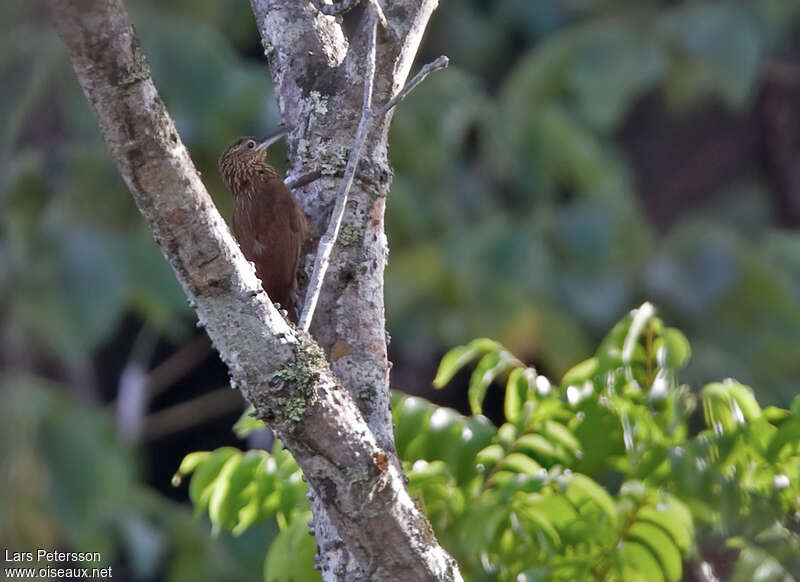 Buff-throated Woodcreeper, habitat, pigmentation