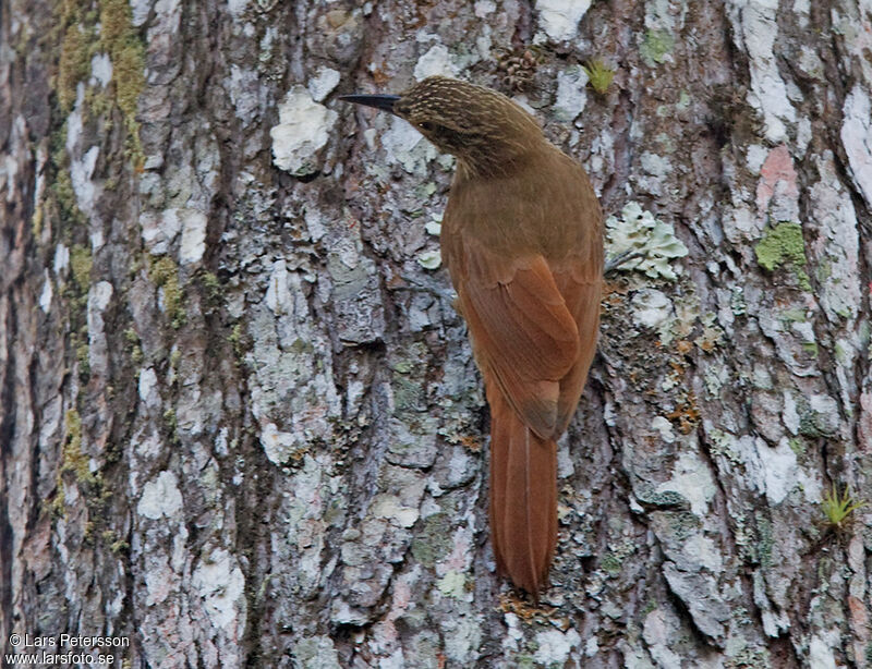 Planalto Woodcreeper