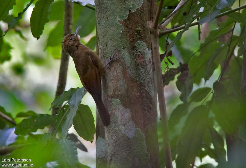 Plain-brown Woodcreeper, habitat, pigmentation