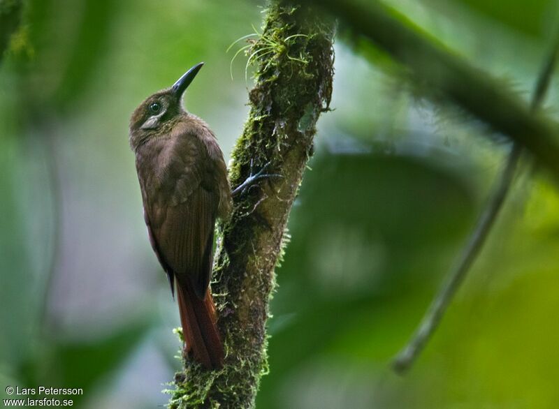 Plain-brown Woodcreeper