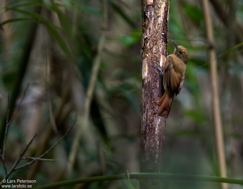 Olivaceous Woodcreeper