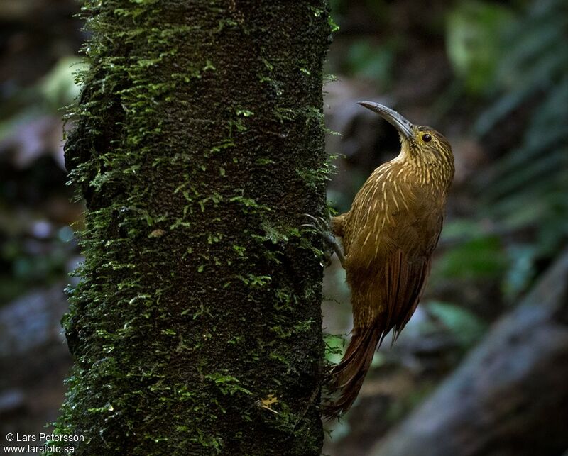 Strong-billed Woodcreeper