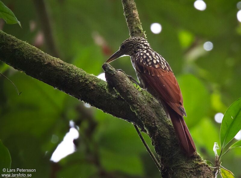 Black-striped Woodcreeper