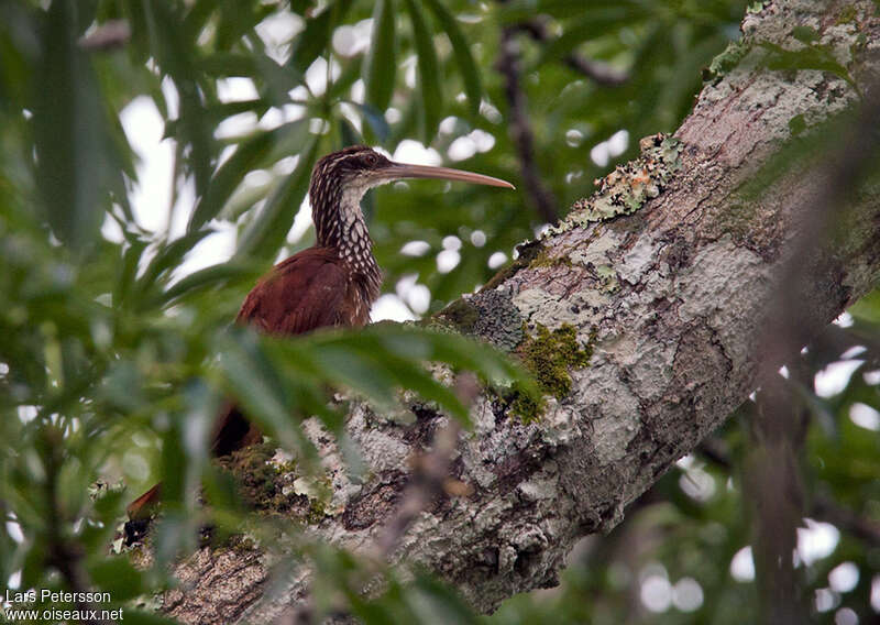 Long-billed Woodcreeper, habitat, pigmentation, Behaviour