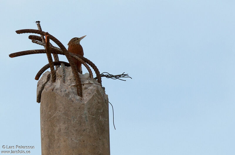 Straight-billed Woodcreeper