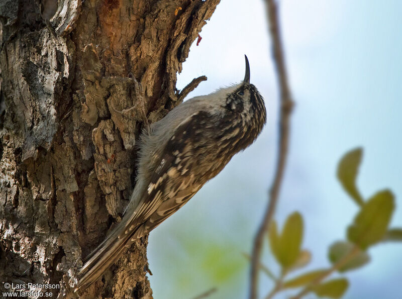 Brown Creeper