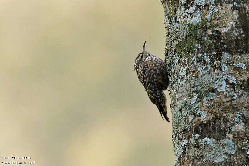 African Spotted Creeperadult, Behaviour