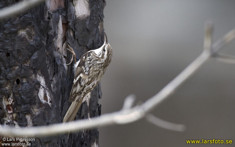 Eurasian Treecreeper