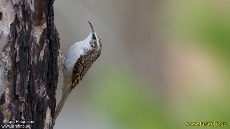 Eurasian Treecreeper