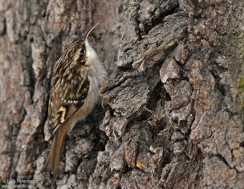 Short-toed Treecreeperadult, identification