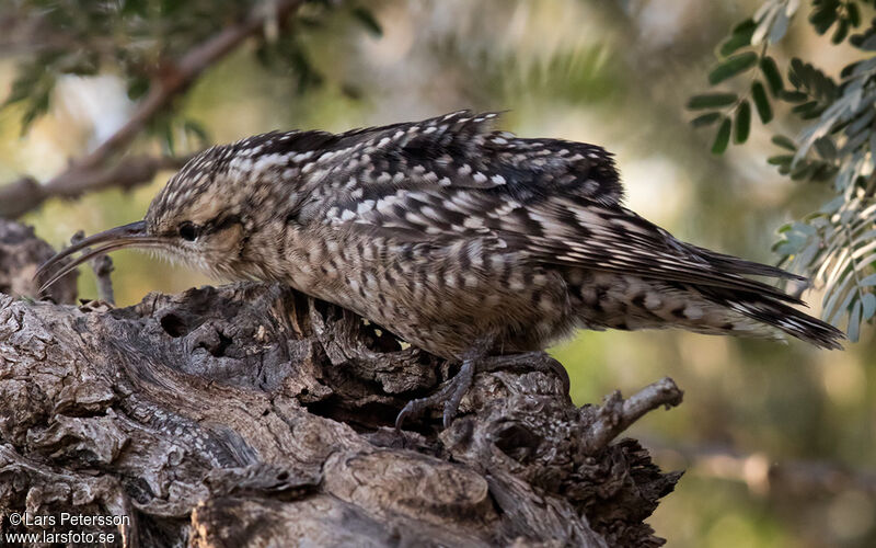 Indian Spotted Creeper