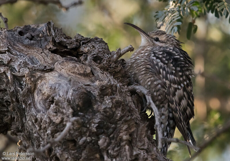 Indian Spotted Creeper