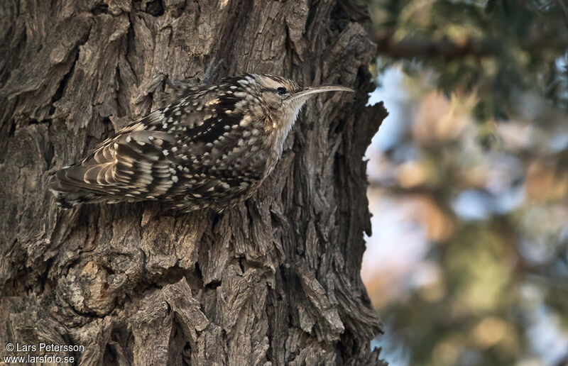 Indian Spotted Creeper