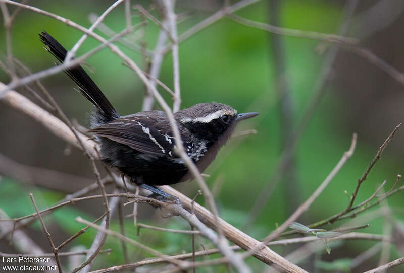 Black-bellied Antwren male adult, identification