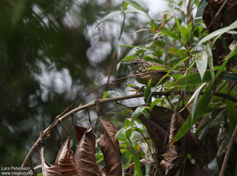 Grisin de Chapman, habitat