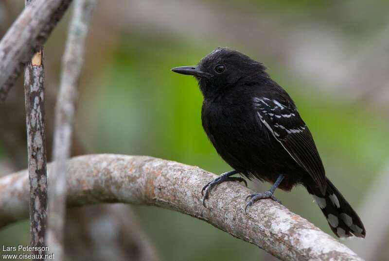 Jet Antbird male adult, identification