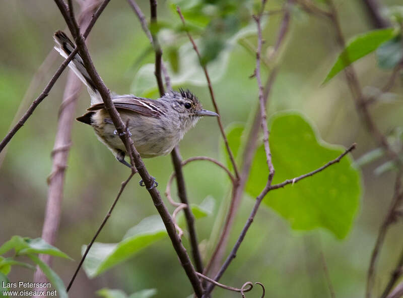 Caatinga Antwren male adult, habitat, pigmentation