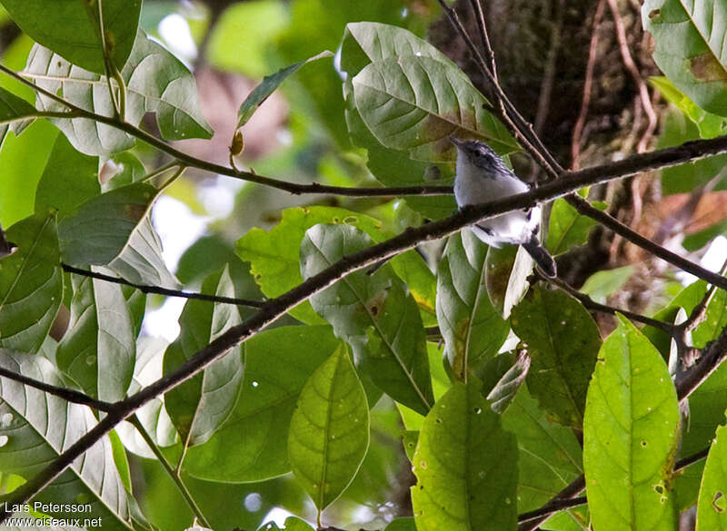 Orange-bellied Antwren male adult