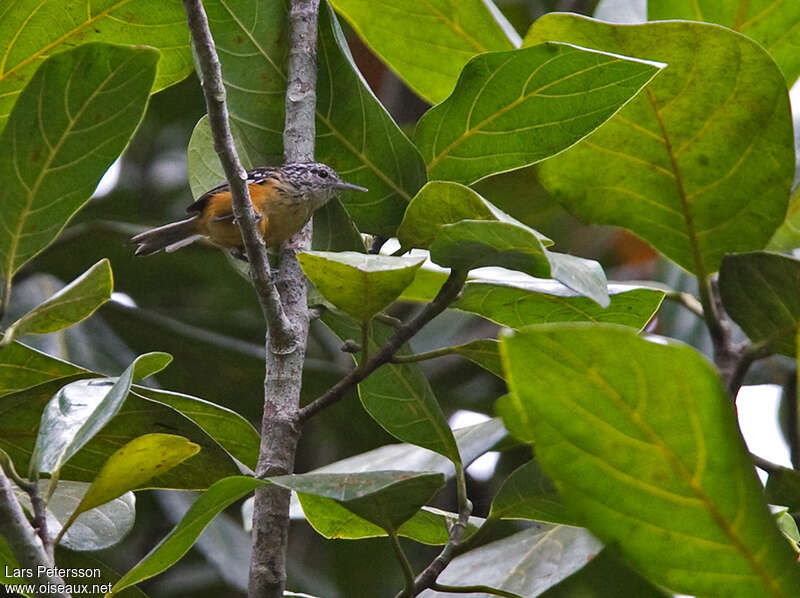 Orange-bellied Antwren female adult