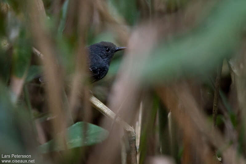 Willis's Antbird male adult, identification