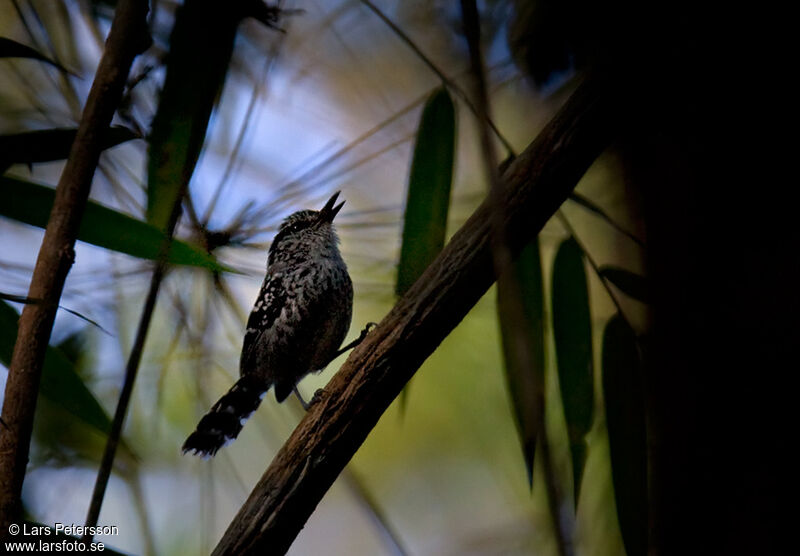 Scaled Antbird