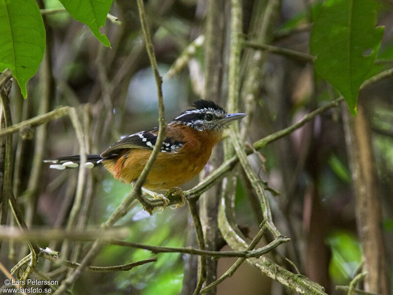 Ferruginous Antbird