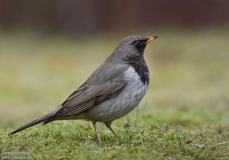 Black-throated Thrush male adult breeding, identification